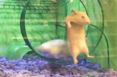 Watch: Unlucky hamster gets stuck on side of running wheel - UPI.com