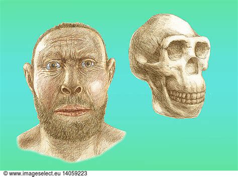 Homo erectus skull and facial reconstruction Homo erectus skull and facial reconstruction,facial ...
