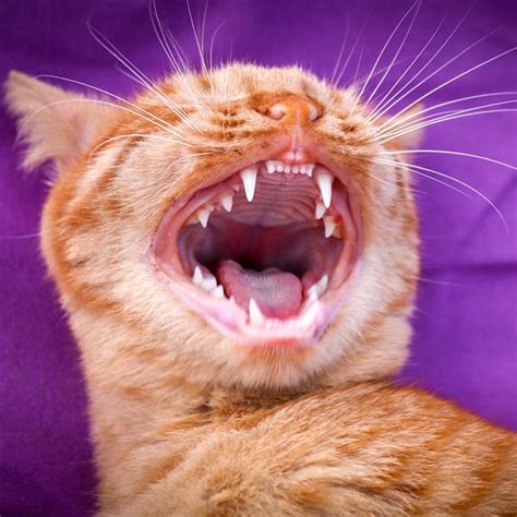 Common Cat Teeth Problems