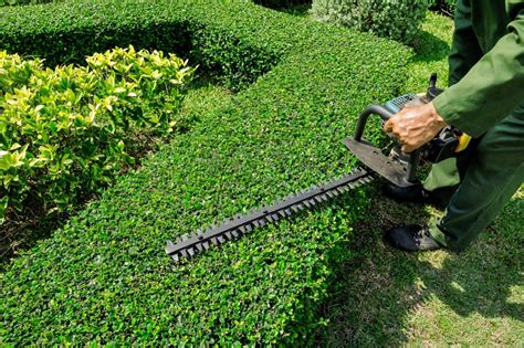 How to Trim Bushes and When is The Best Time to Trim | HireRush