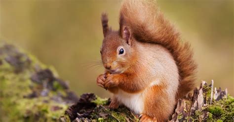 Red Squirrel vs Grey Squirrel: Key Differences Explained - AZ Animals