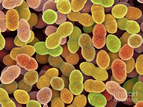 Enterococcus Faecalis Bacteria #3 by Dennis Kunkel Microscopy/science Photo Library