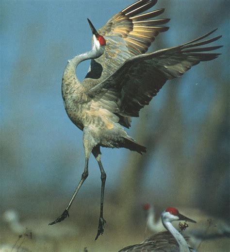 Sandhill Crane dancing (Grus canadensis) {!--캐나다두루미-->; Image ONLY