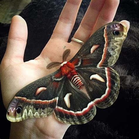 Beautiful Cecropia Moth raised by @lyndseyyost give her a follow for more buggy goodness! The ...