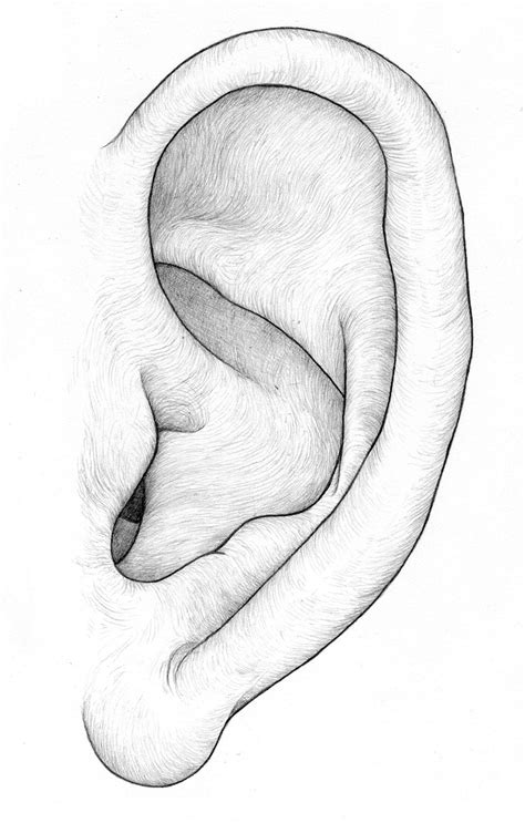 Ear Drawing at GetDrawings | Free download