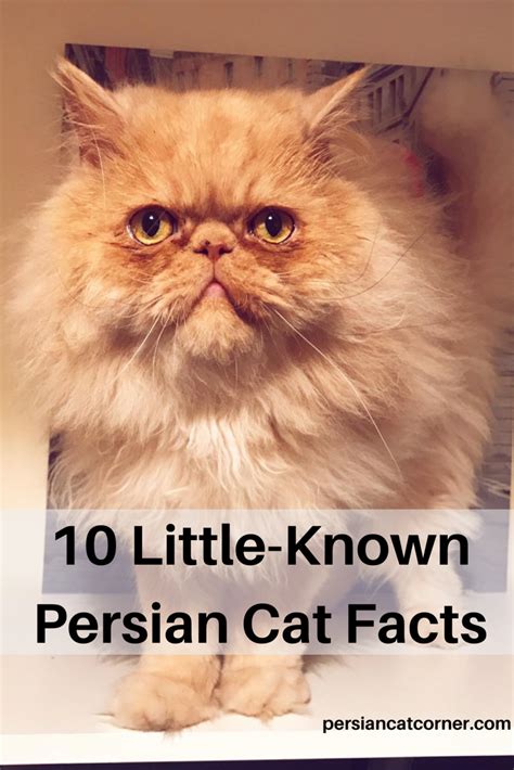 Persian Cat Facts - Pets Lovers