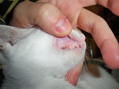 Pale Gums And Diarrhea In Cats - Cat Meme Stock Pictures and Photos