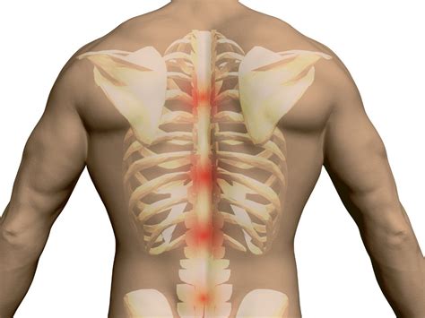 Spine: An Essential Part Of The Body