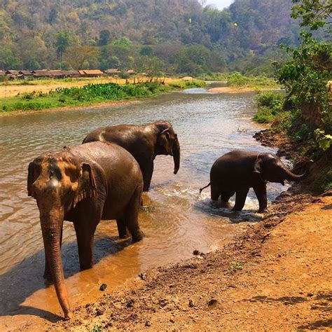 3 things to know before you visit an elephant sanctuary in Thailand — travel. paint. repeat.