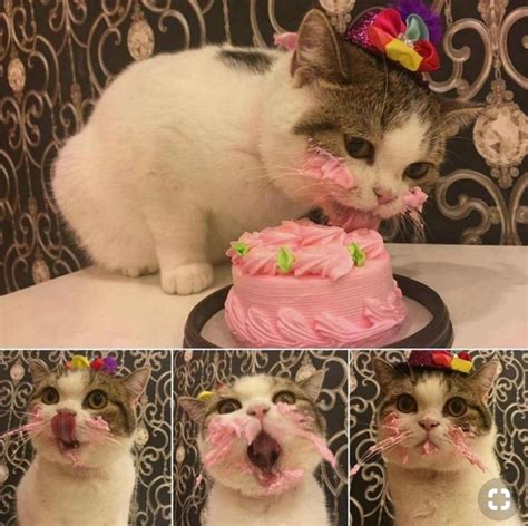 cat’s first birthday - Meme by deleted_9e0e5e88cf8 :) Memedroid