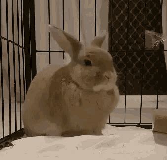 Sleepy Bunny GIF - Sleepy Bunny Cute - Discover & Share GIFs