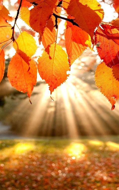 Neat November Holidays | Fall pictures, Autumn scenery, Autumn photography