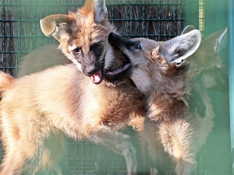 Maned wolf pups - ZooChat