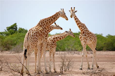 Niger: Discover Local Culture & Traditions