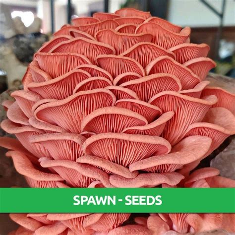 250 gram Pink Oyster Spawn - Only $14.95! - Mushroom Cultivation