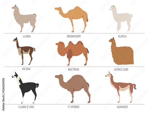 Camel, llama, guanaco, alpaca breeds icon set. Animal farming Stock Vector | Adobe Stock