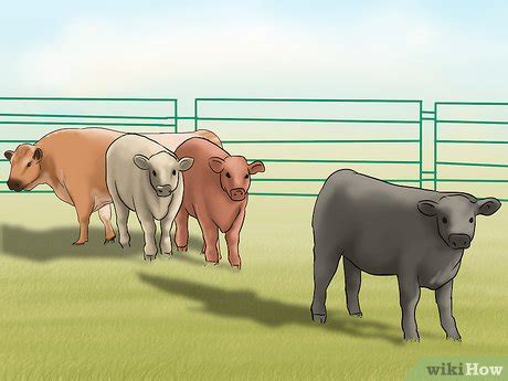 How to Identify Speckle Park Cattle: 4 Steps (with Pictures)