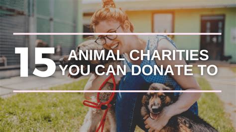 Top 15 Best Animal Charities You Can Donate To in 2021 | Donorbox