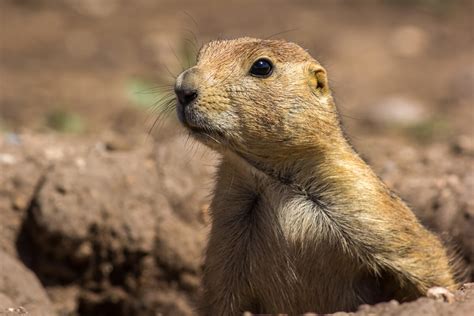 7 animals that live in burrows