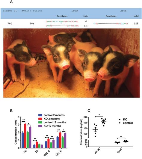 CRISPR/Cas9-mediated ApoE -/- and LDLR -/- double gene knockout in pigs ...