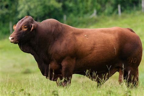 Implementing Bos Indicus-Influenced Cattle in Utah for Hybrid Vigor | USU