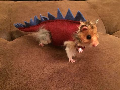 Hamster dinosaur Halloween costume | Hamster pics, Cute hamsters, Pet halloween costumes