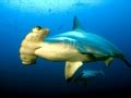 Scalloped Hammerhead Shark – "OCEAN TREASURES" Memorial Library