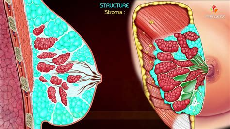 Gross Anatomy of the Mammary Gland - Relations ,Blood supply , Lymphatic drainage ,Development ...