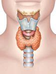 The Thyroid Gland - Location - Blood Supply - TeachMeAnatomy