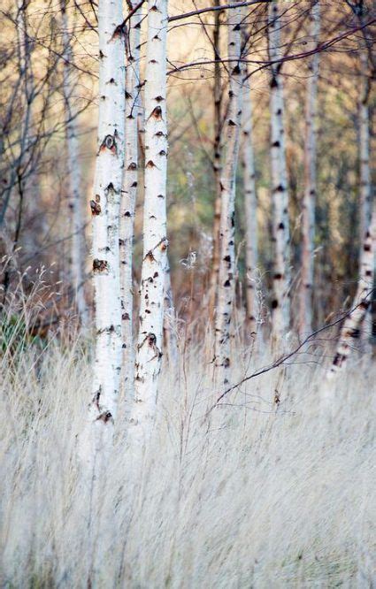 53 Super Ideas Birch Tree Photography Snow | Tree forest, Tree, Landscape