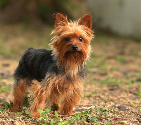 Yorkshire Terrier Dog Breed » Information, Pictures, & More
