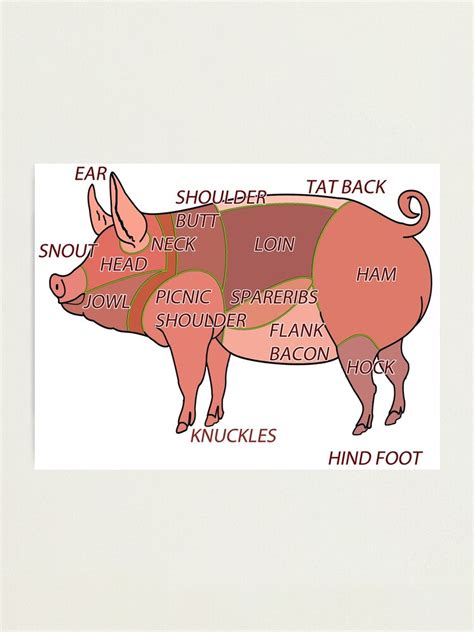 "butcher diagram how to butcher a pig" Photographic Print by hookink | Redbubble