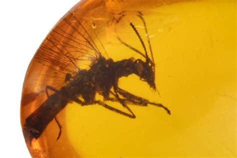 Cretaceous Fossil Snakefly (Raphidioptera) in Amber - Myanmar For Sale (#105859) - FossilEra.com