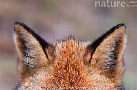 Stock photo of Red fox (Vulpes vulpes) ears, The Netherlands, March ...