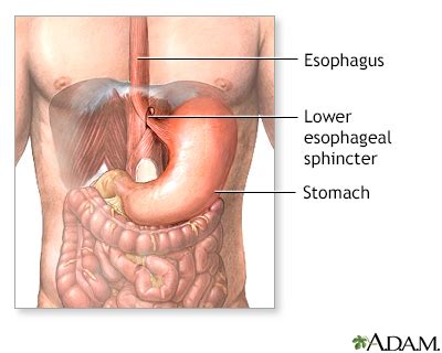 Esophagus Sphincter Anatomy