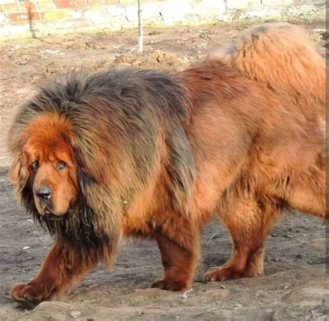 17 Pictures of Tibetan Mastiffs You Will Be Scared - The Paws