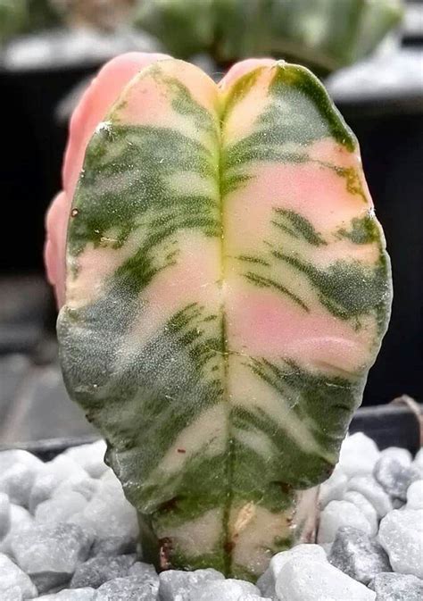 Astrophytum myriostigma cv. Variegata