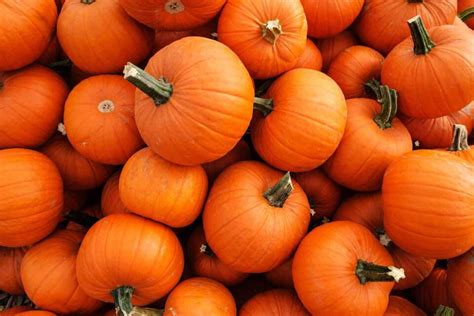 5 Useful Tips for Learning How to Harvest Pumpkins - Minneopa Orchards