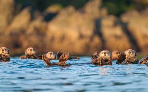 Recovery of Sea Otter Populations Yields More Benefits than Costs