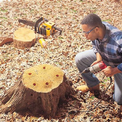 A Great Stump Removal Procedure – Telegraph