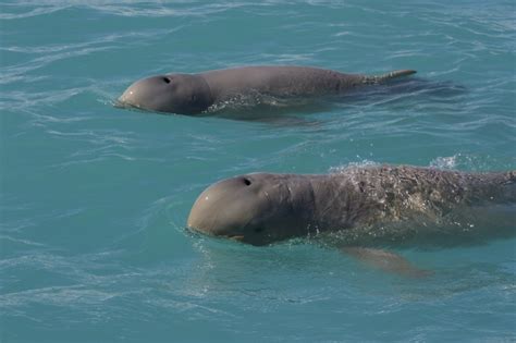 Australian Snubfin Dolphin – "OCEAN TREASURES" Memorial Library