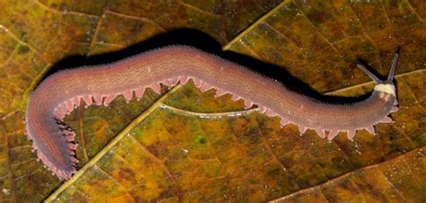 The Velvet Worm | Critter Science