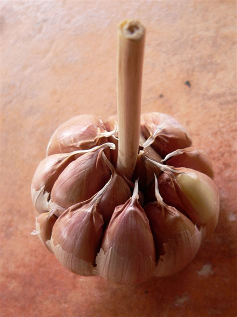 Garlic Head Free Stock Photo - Public Domain Pictures