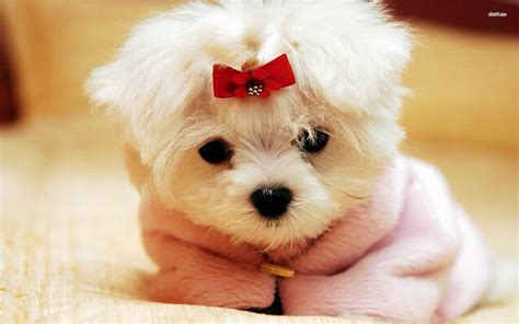 Cute Puppy Wallpaper Hd Download ~ Retriever Puppy Petals, Hd Animals, 4k Wallpapers, Images ...