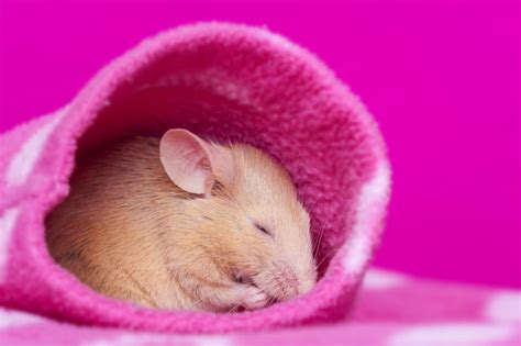 What Is Torpor In Mice?