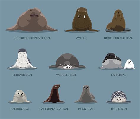 What is a Pinniped? - Scuba.com