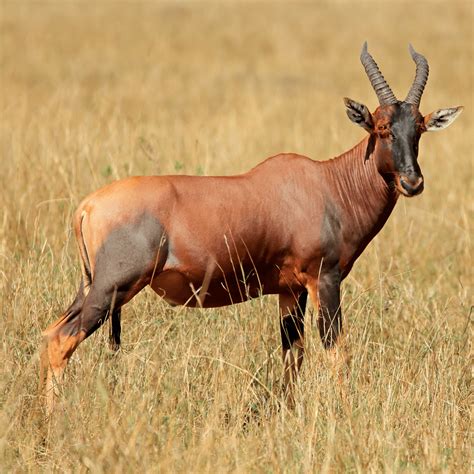 Top Ten Antelopes of Kenya - Safari Deal