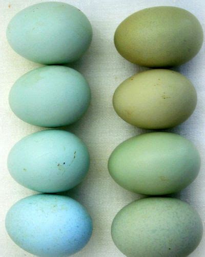 Americana chicken eggs Araucana Chicken | Chickens backyard, Araucana ...