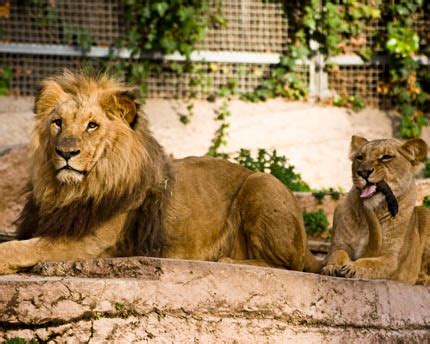 Barcelona Zoo: an animal oasis right in the city centre