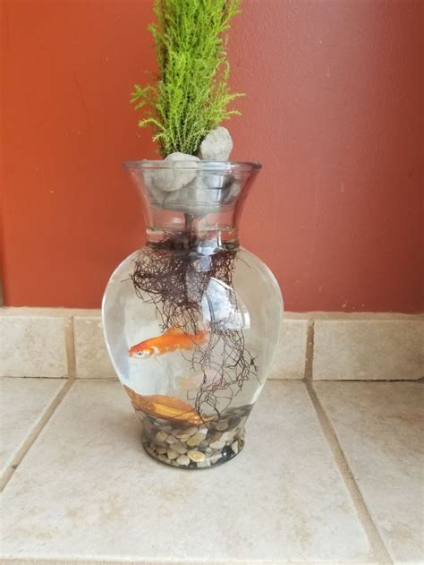 Our aquaponic fish bowl. Good homeschool project to learn how fish ...